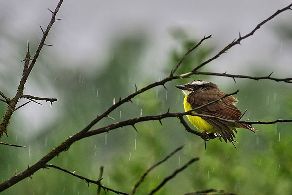 Quel est l’impact d’une forêt fragmentée sur la biodiversité ?
