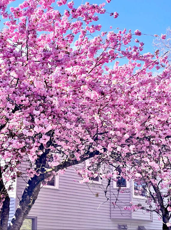 Témoignage : Clarisse à Vancouver