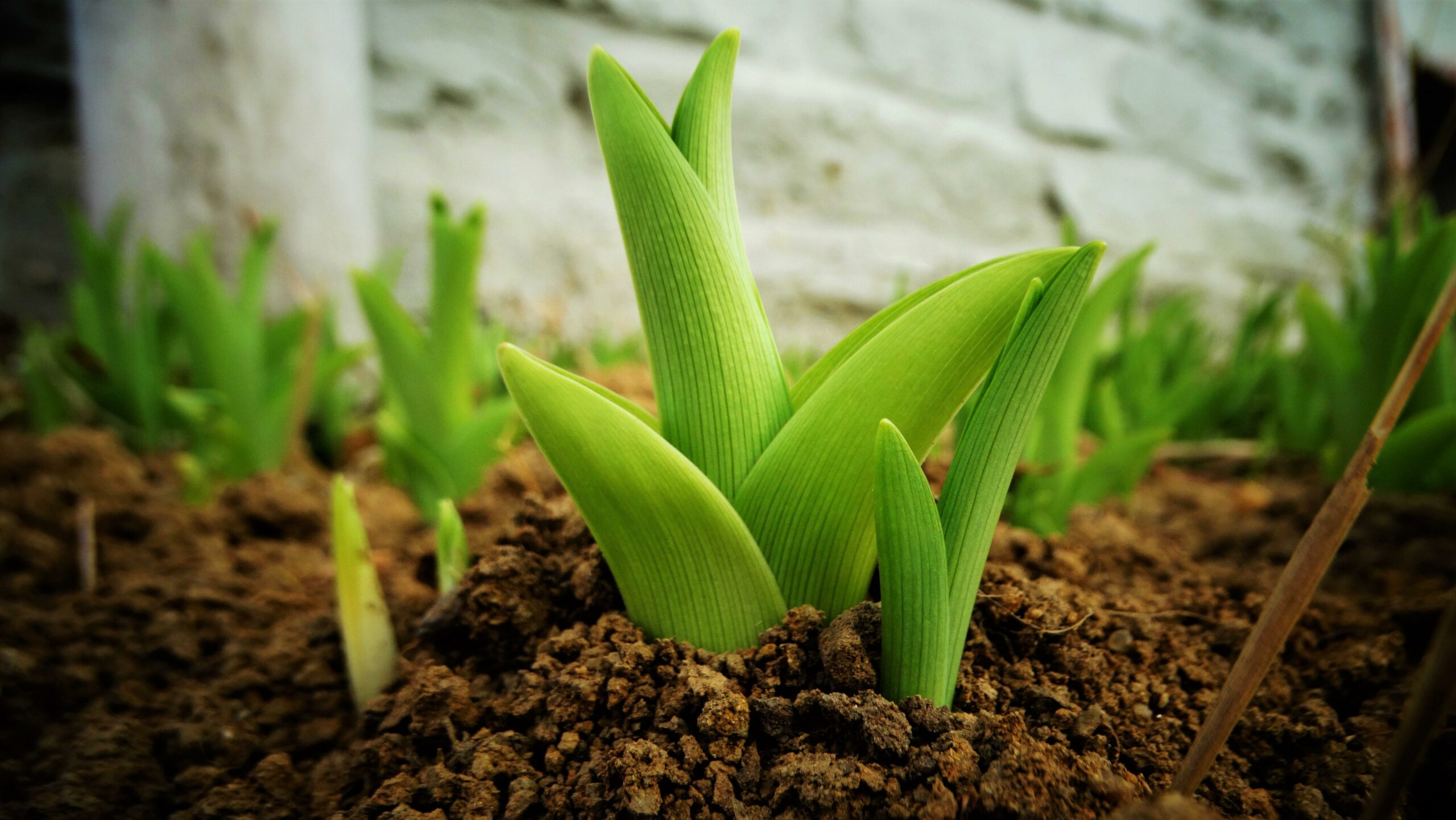 Microbiotes : Un rôle majeur… pour les plantes aussi !