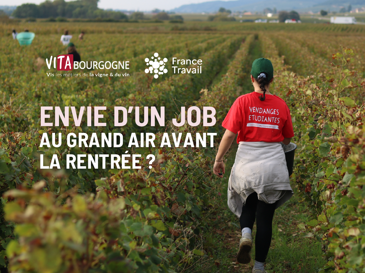 Job étudiant : Les vendanges n&rsquo;attendent que toi !